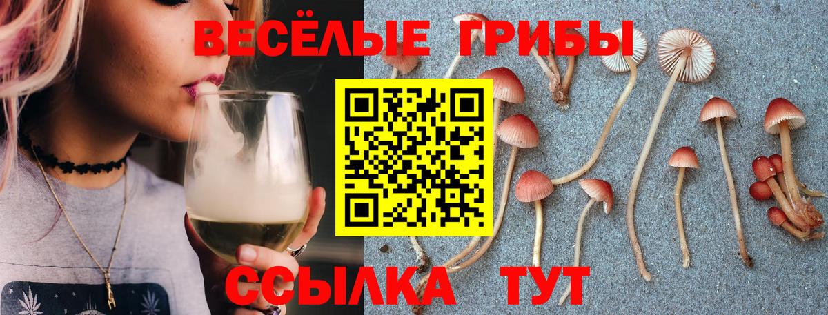 хочу наркоту  Вход с VPN  Гатчина  Псилоцибиновые грибы мицелий 